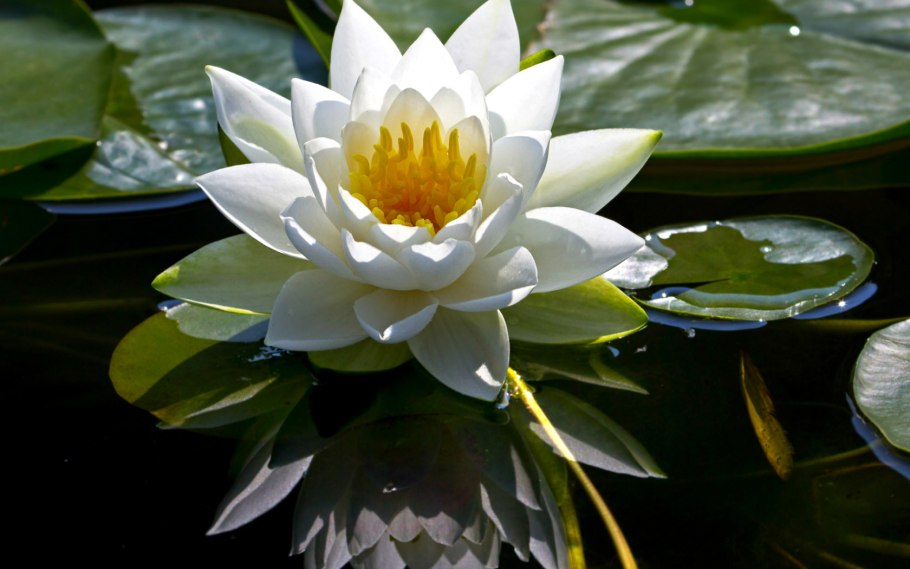 Кувшинка белая водяная Лилия