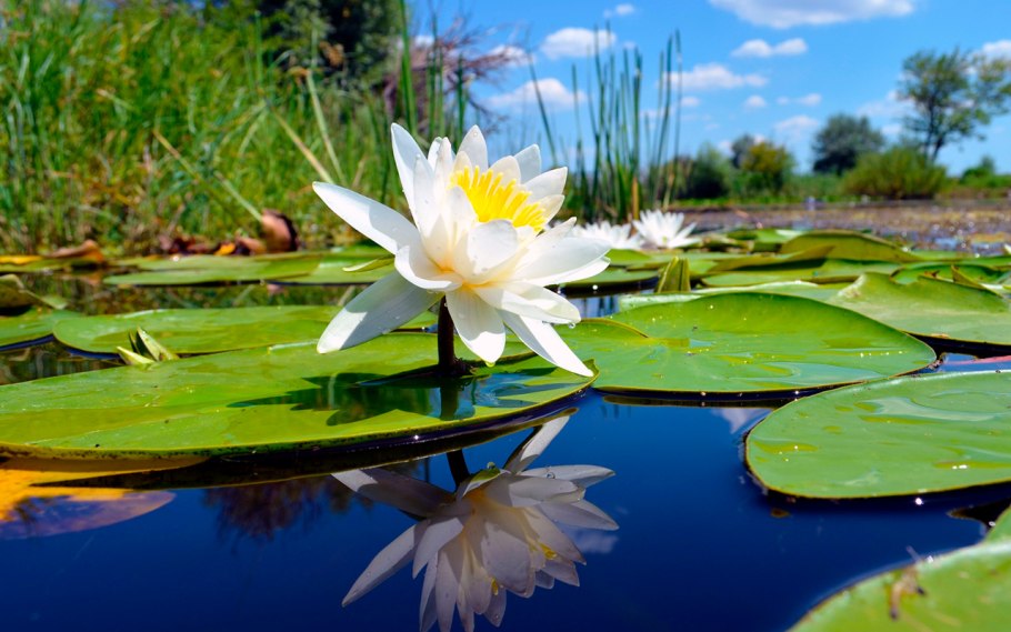 Кувшинка нимфея