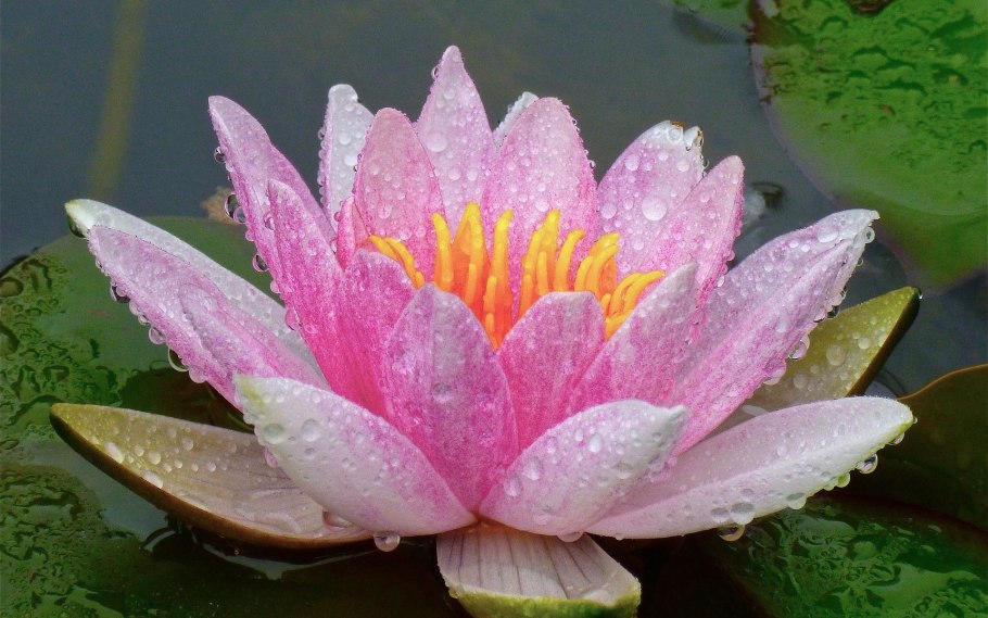 Кувшинка белоснежная