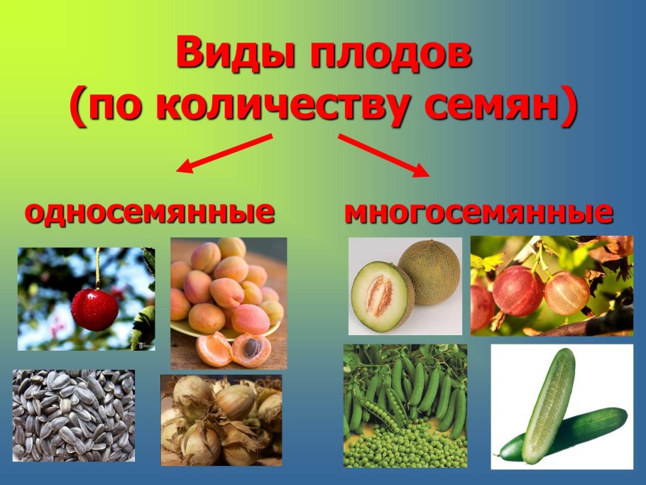 Viridiplantae растения