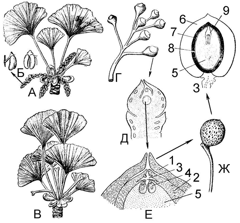 Жизненный цикл развития покрытосеменных схема
