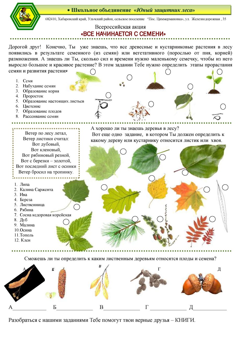 Пшеница однодольное или двудольное