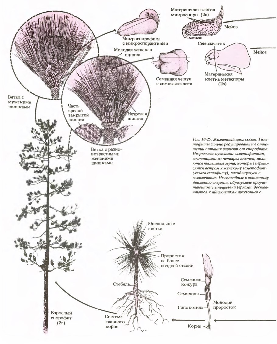 Царство растений