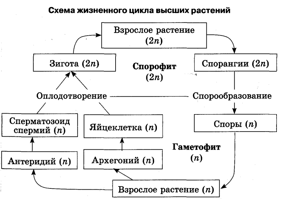 Период вегетации растений таблица