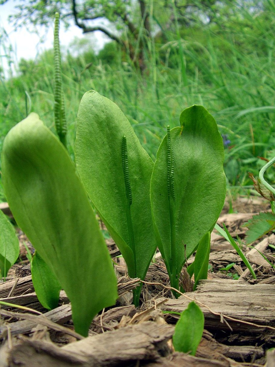 Ophioglossum vulgatum гербарий
