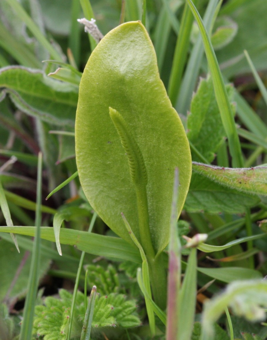 Ophioglossum vulgatum - ужовник обыкновенный