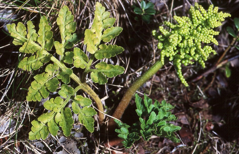 Ophioglossum vulgatum гербарий