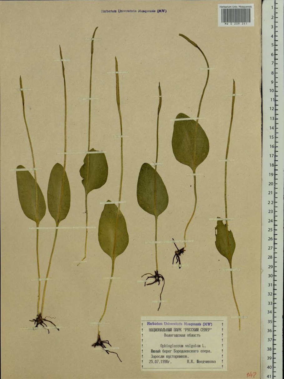 Ophioglossum vulgatum - ужовник обыкновенный