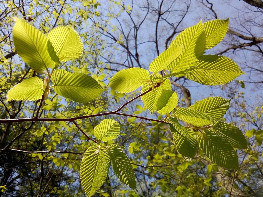 Граб обыкновенный — Сarpinus betulus