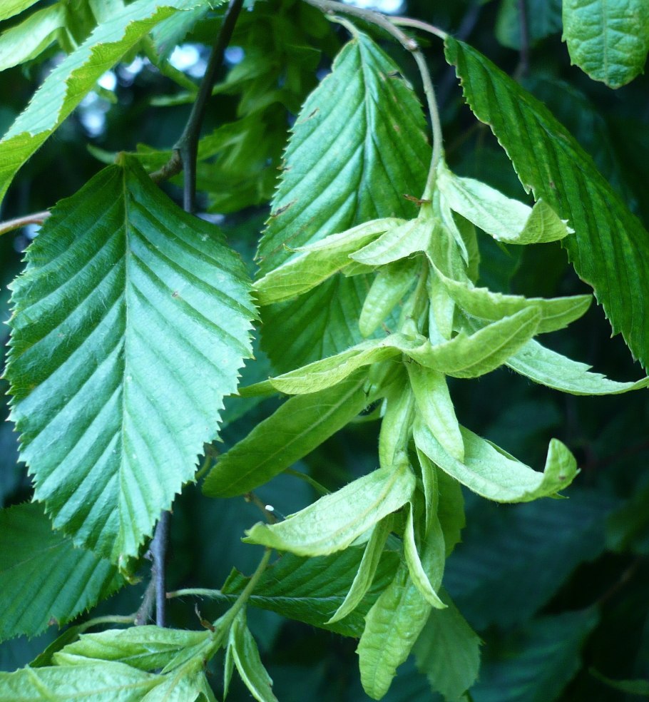 Граб обыкновенный Пирамидалис Carpinus betulus Pyrami 200/250