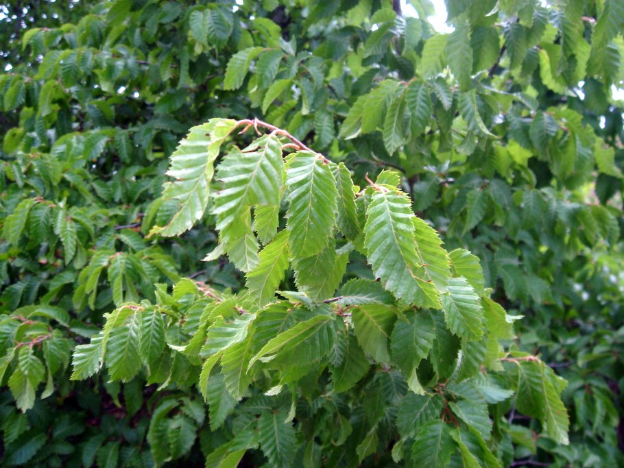 Ulmus glabra вяз