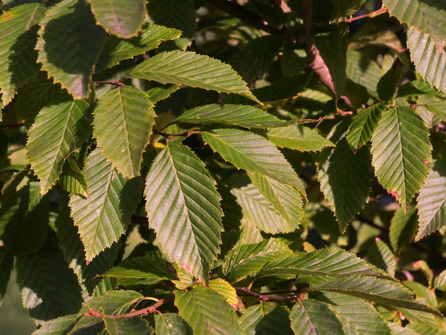 Carpinus betulus l