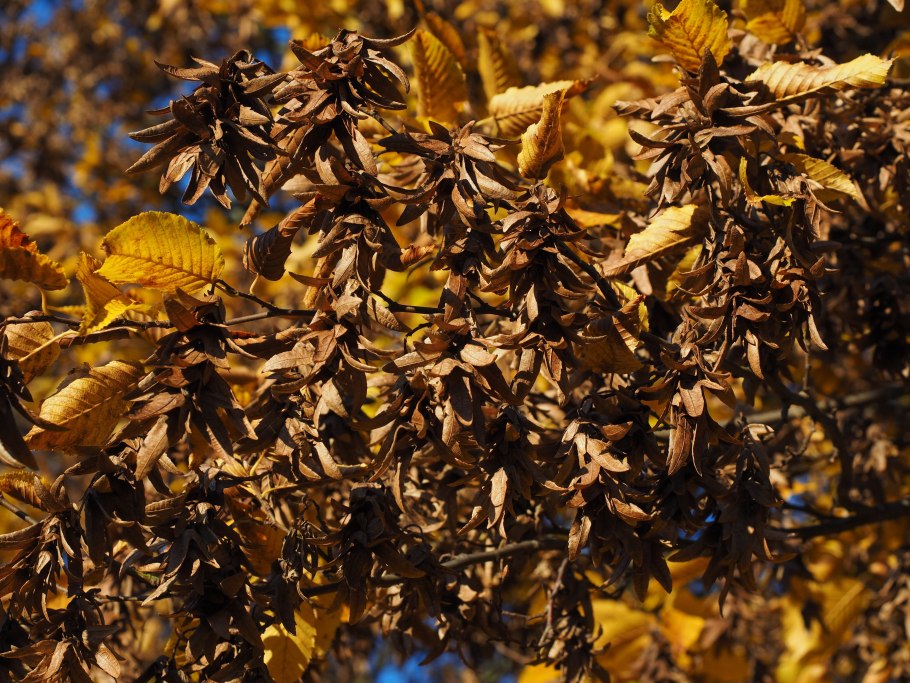 Червленый вяз