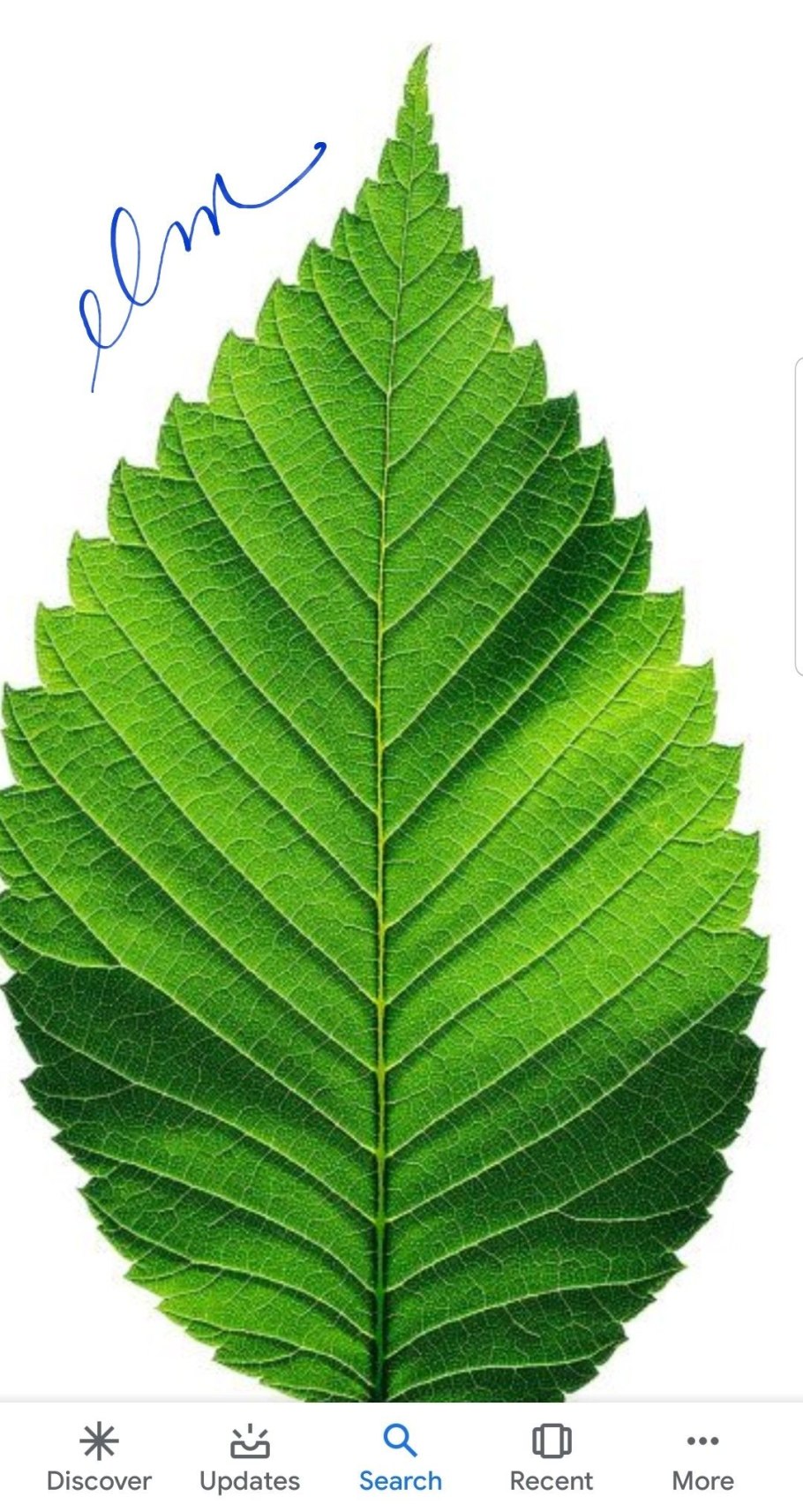 Листья дерева граб обыкновенный