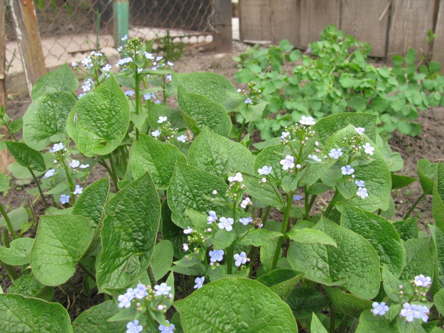 Алтайский заповедник Бруннера Сибирская