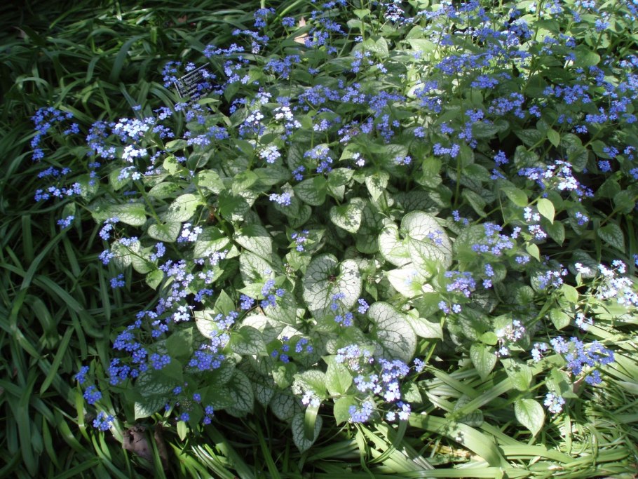 Бруннера Джек Фрост