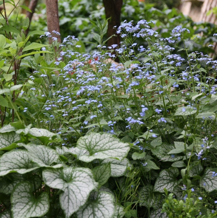 Бруннера Сибирская Brunnera sibirica
