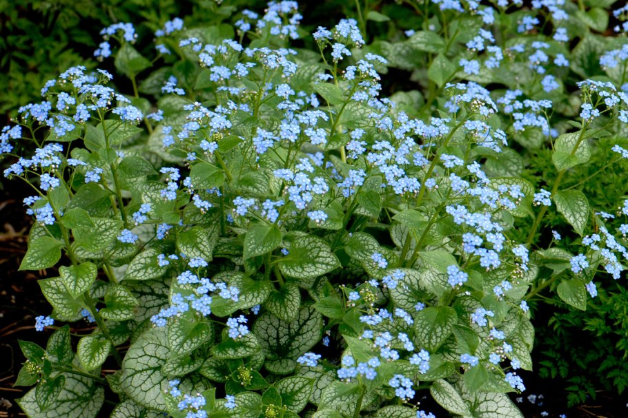 Бруннера Сибирская Незабудочник