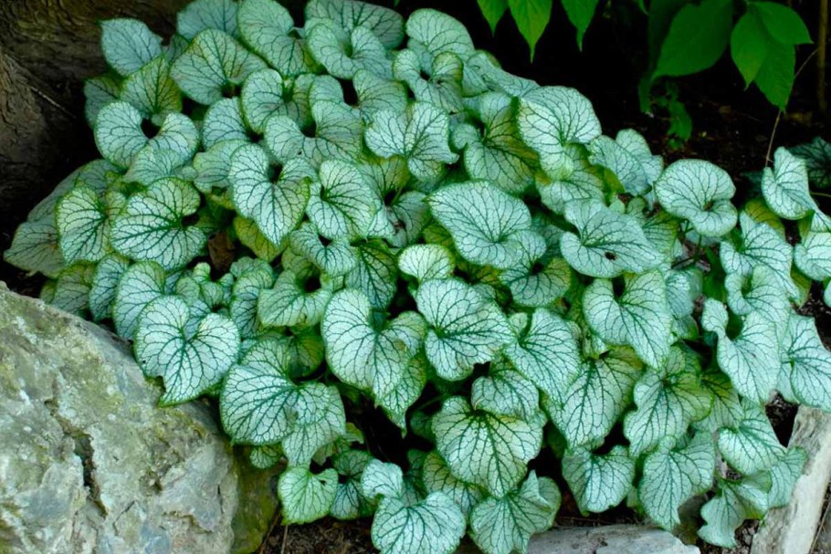 Brunnera macrophylla