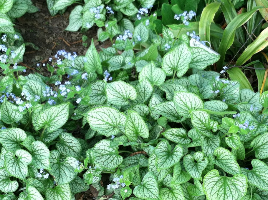 Бруннера крупнолистная