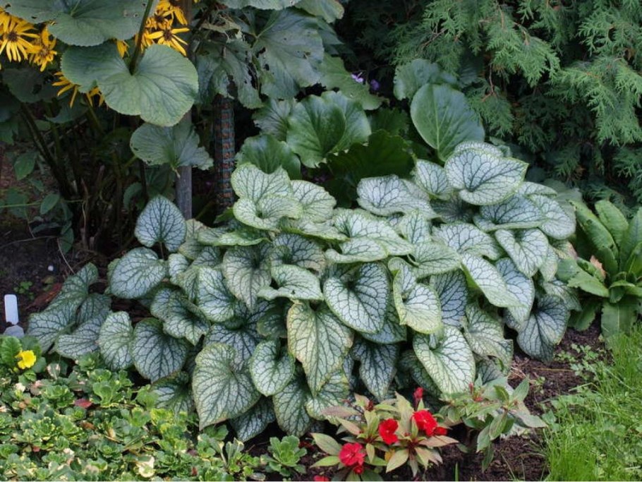 Бруннера высокорослая