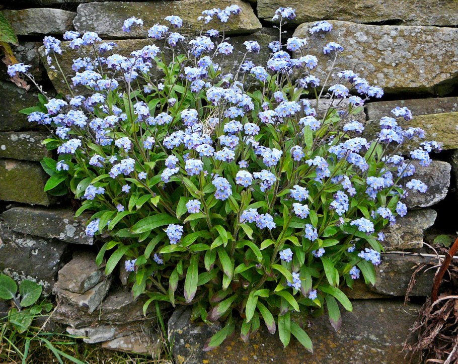 Хоста астильба Брунера