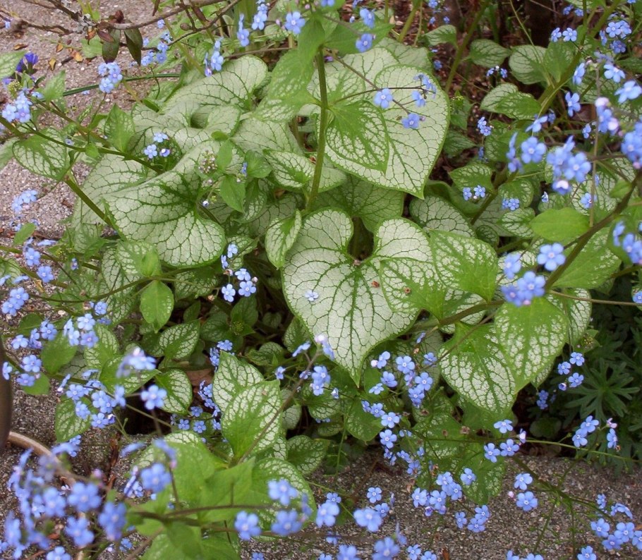 Брунера и папоротник
