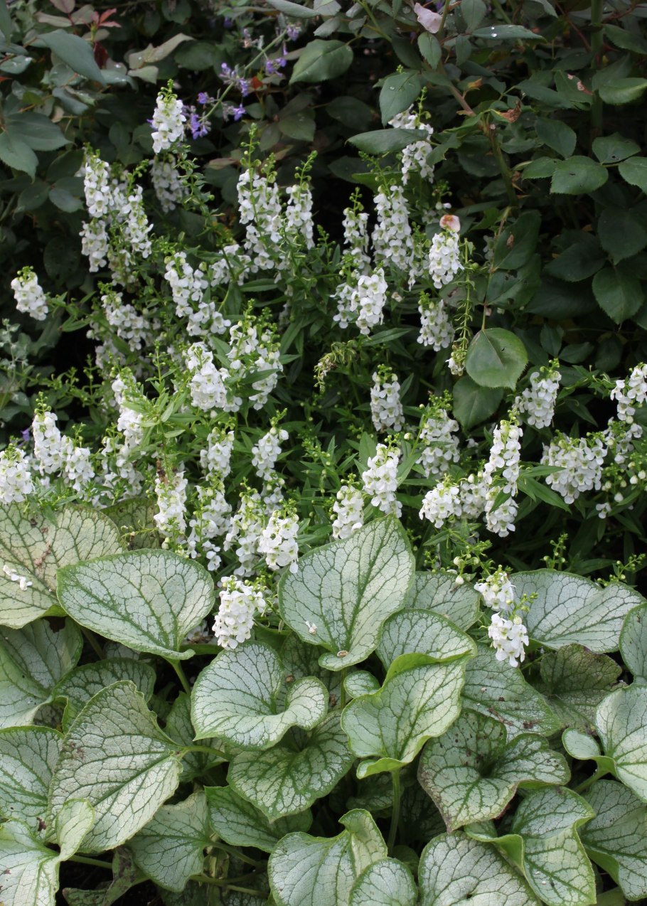 Бруннера крупнолистная