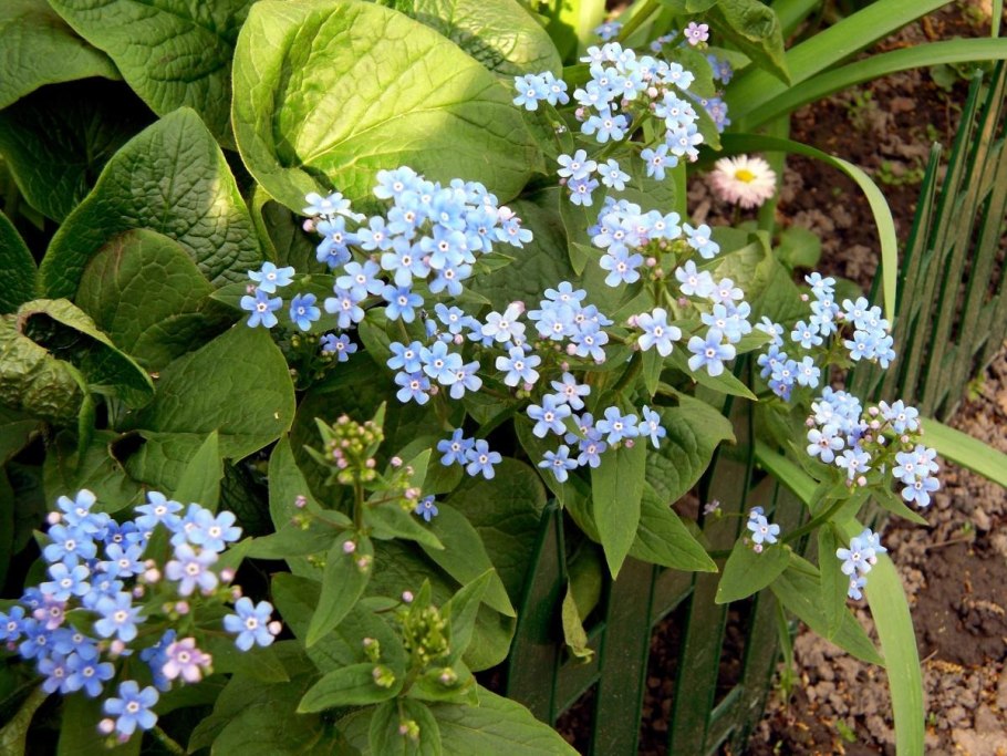 Бруннера крупнолистная Джек Фрост