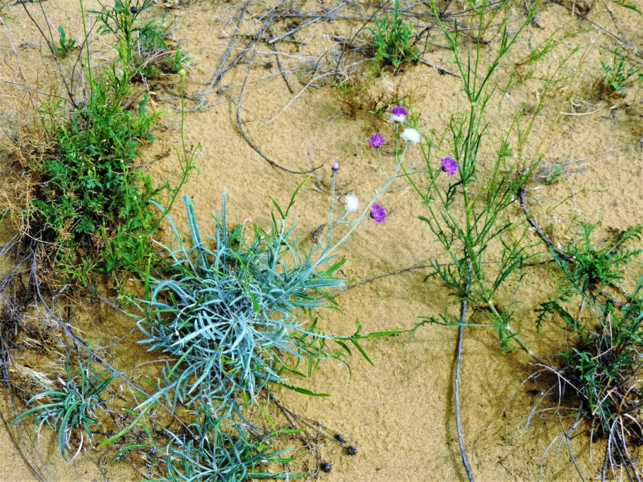 Эфедра, саксаул, джузгун, солянка