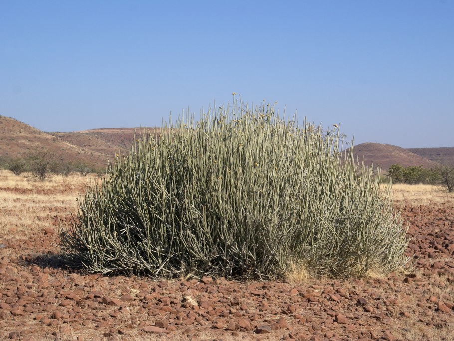 Эфедра в полупустынях