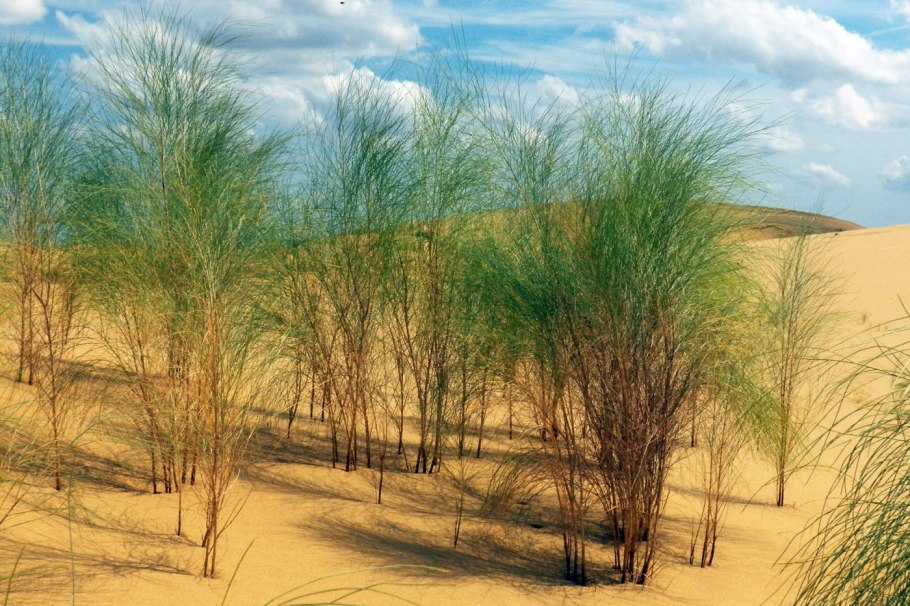 Растительность бархана Сарыкум