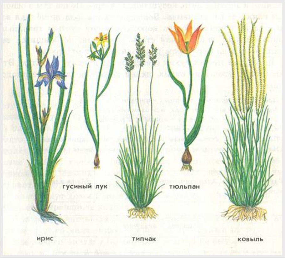 Осока Морроу Вариегата (с2)