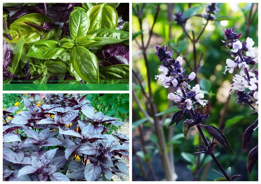 Лук фитонциды