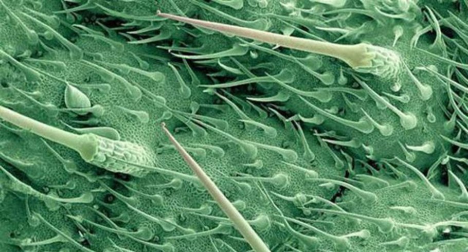 Трихомы крапивы под микроскопом