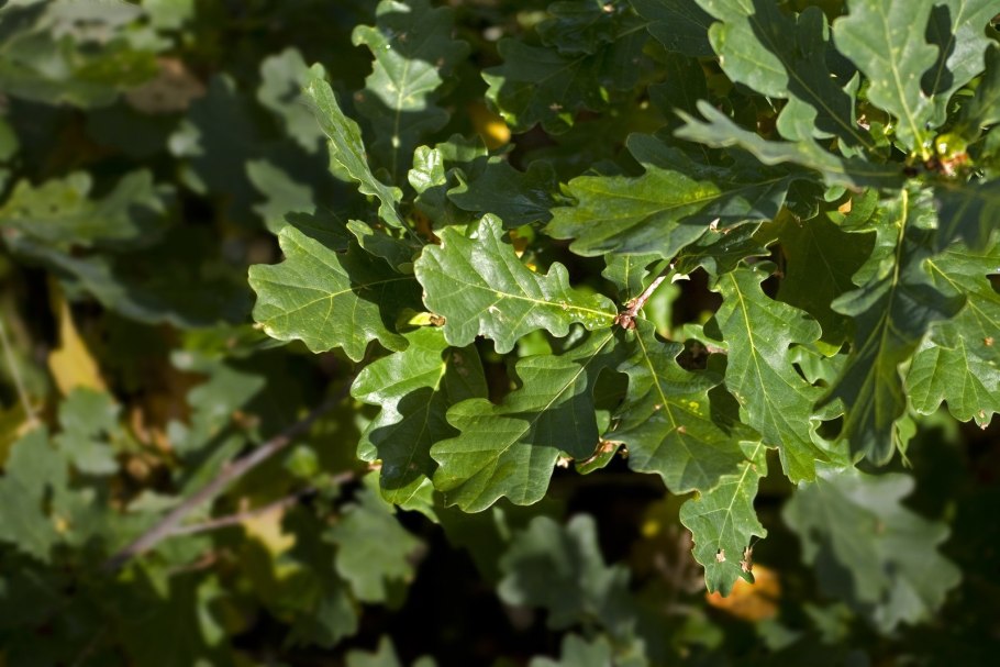 Эвкалипт прутовидный строение