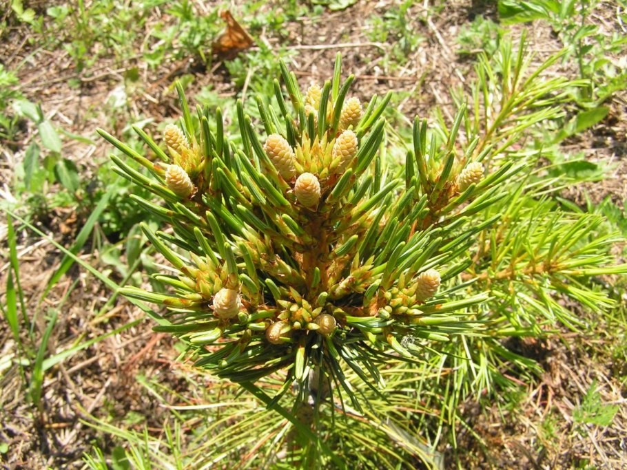 Полевые мыши в цветах