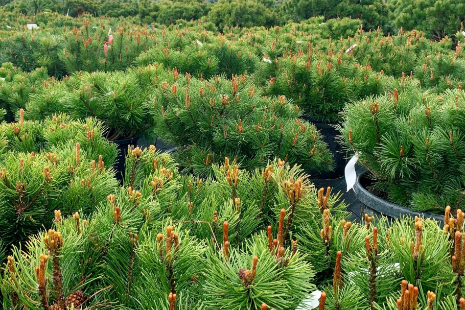 Фитонциды хвойных