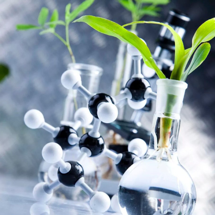 Myrtus communis Brautmyrte