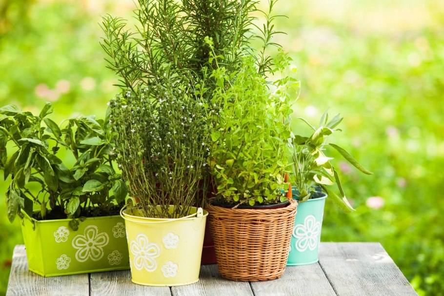 Хлорофитум хохлатый Chlorophytum comosum