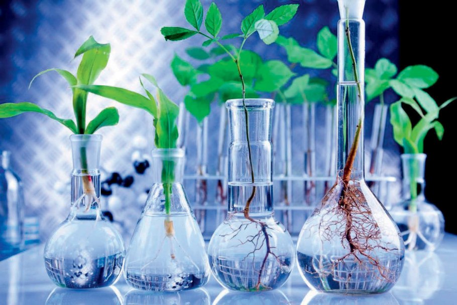 Хлорофитум хохлатый vittatum