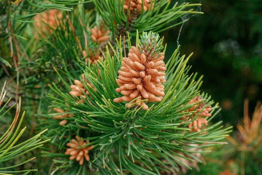 Фитонциды сосны