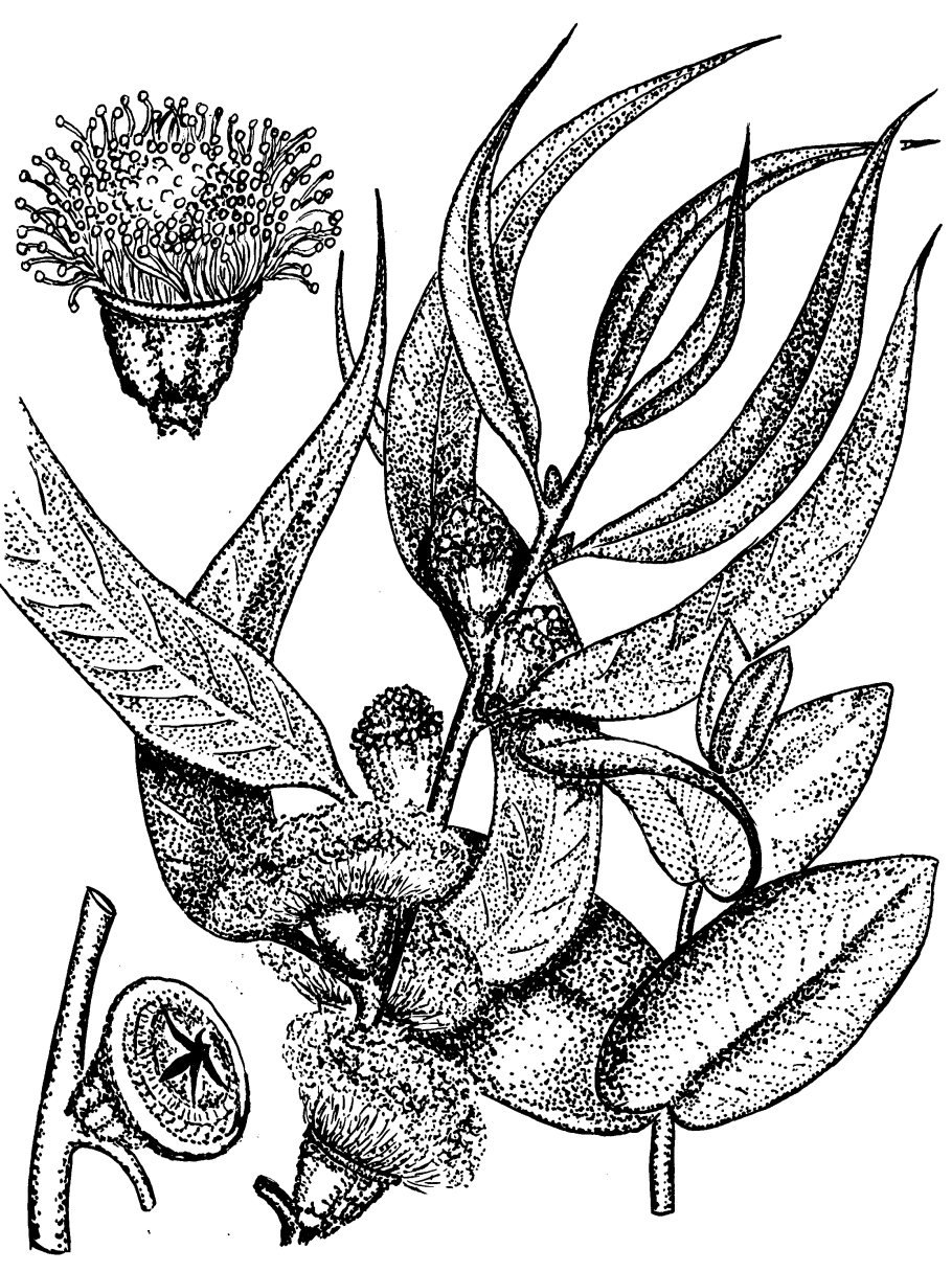 Хлорофитум цветок комнатный