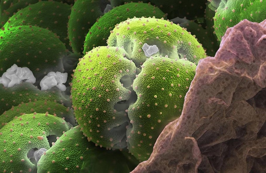 Лекарственные растения