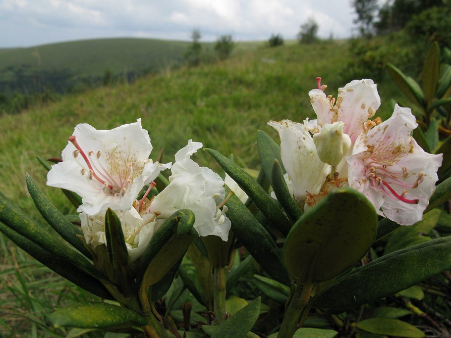 Рододендрон кавказский (Rhododendron caucasicum)