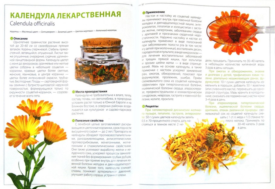 Календула лекарственная пятно