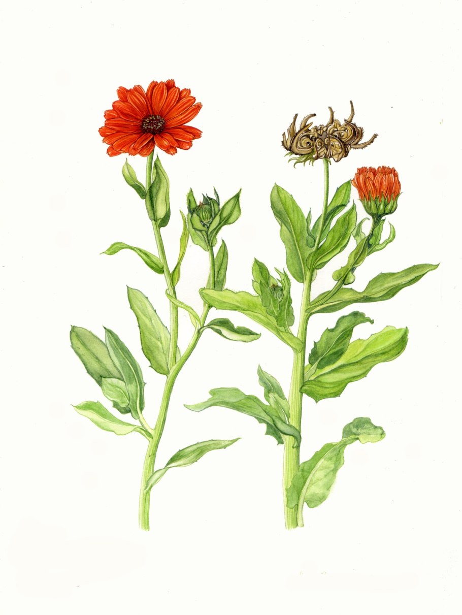 Calendula officinalis Flores гербарий