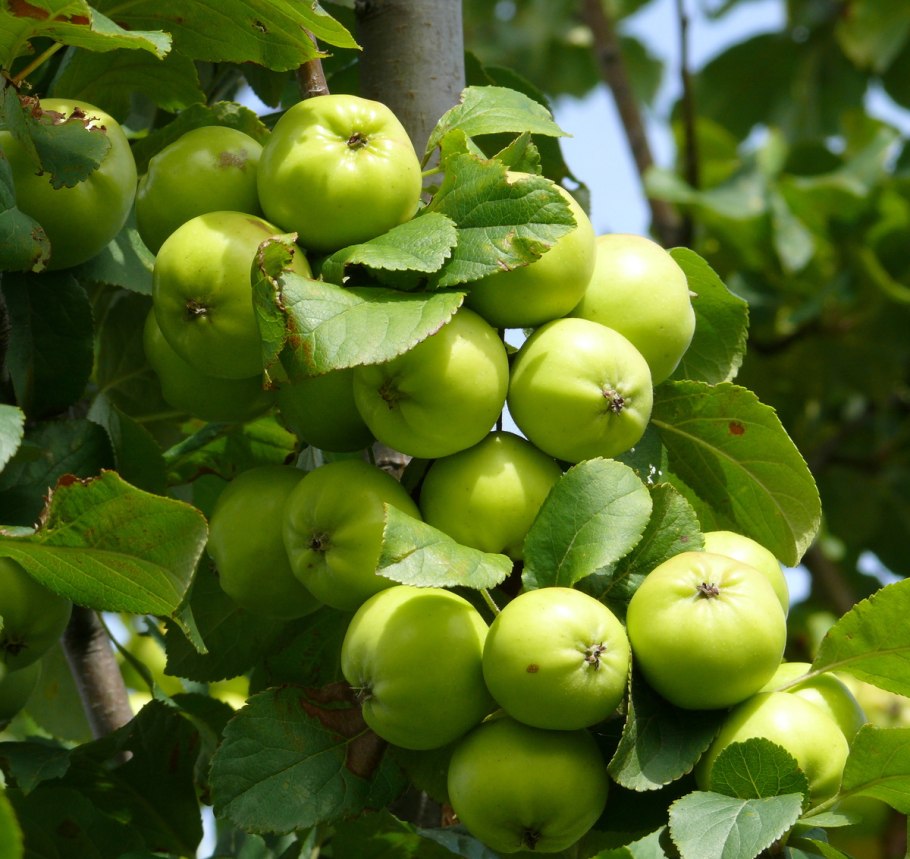Яблоня / Malus Sylvestris