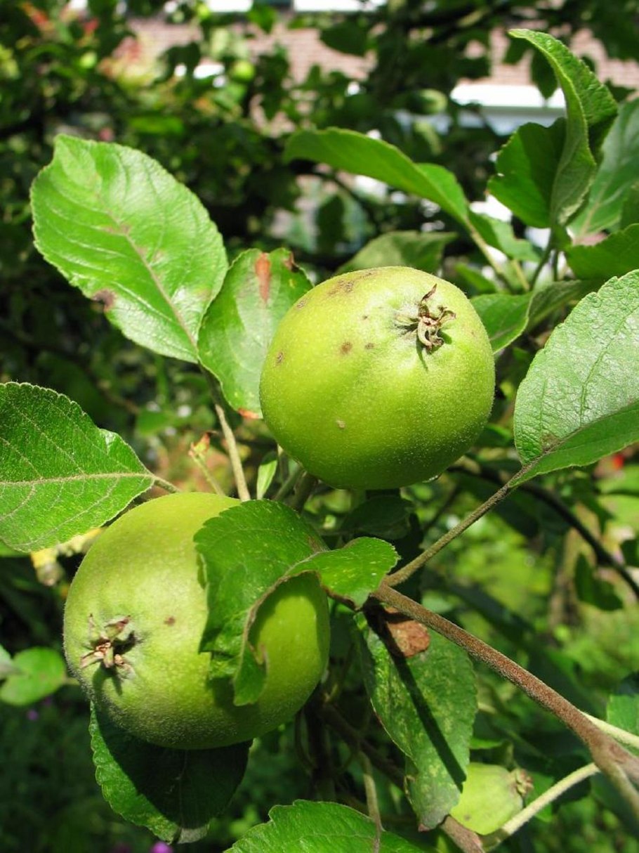 Яблоня Лесная (Дикая) (Malus Sylvestris)