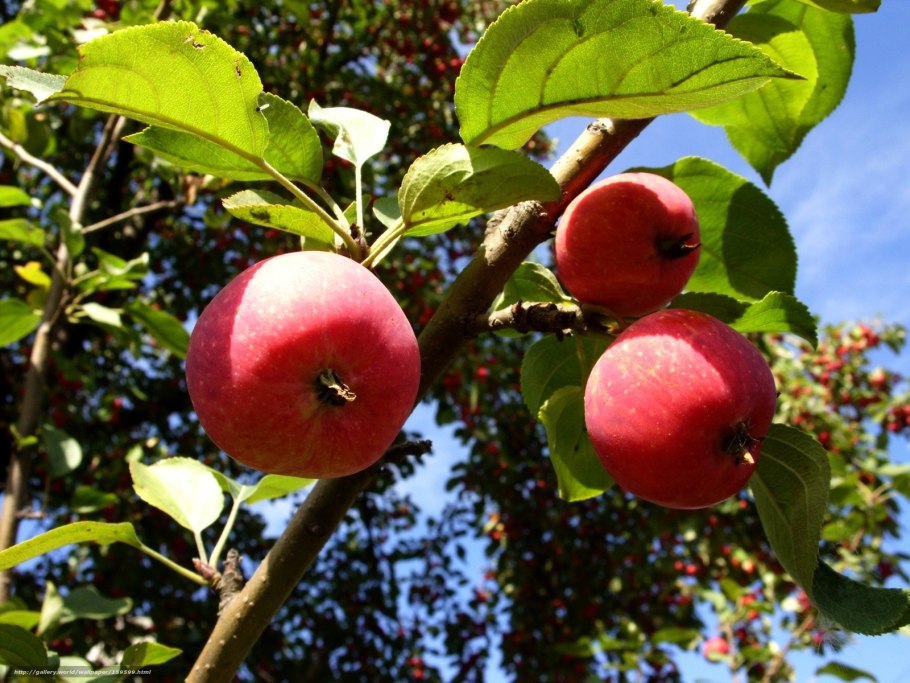 Яблоня дичка для детей